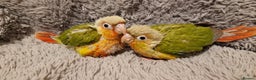Conures birds for sale: Beautiful fully hand reared conure baby's  - Advert 12