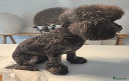 Toy Poodle dogs for sale: Asian toy poodle  - Image 8