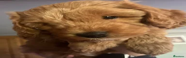 Cockapoo 1