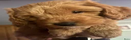 Cockapoo dogs for sale: 2 golden cockapoo girls available  in Halstead - Advert 13