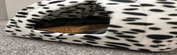 Mixed Breed cats for sale: Mixed breed persian Kitten in Leeds - Advert 1