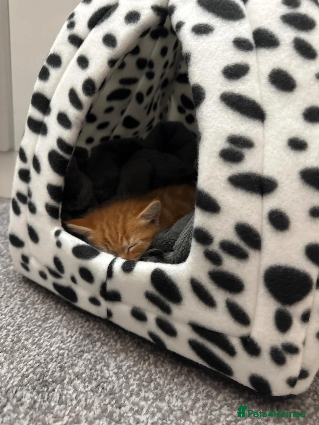 Mixed Breed cats for sale: Mixed breed persian Kitten in Leeds - Advert 1