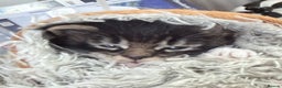 Maine Coon cats for sale: TICA reg adorable Maine Coon baby kittens  - Advert 6