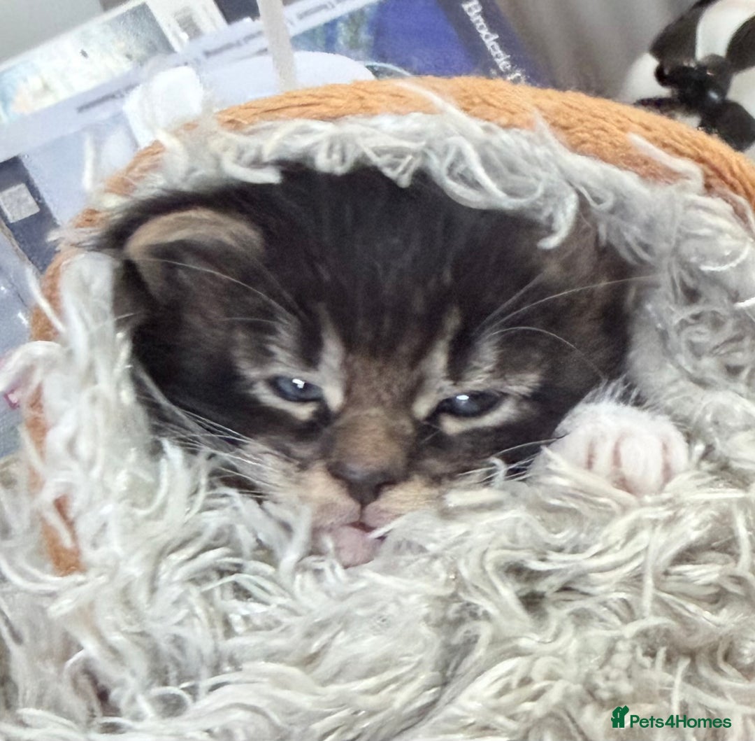 Maine Coon cats for sale: TICA reg adorable Maine Coon baby kittens  - Advert 6