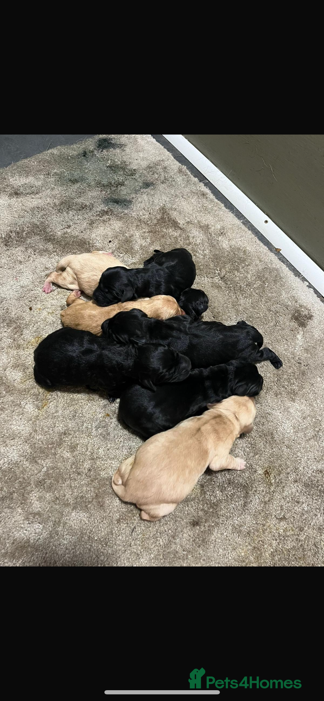 Labrador Retriever dogs for sale: 7 Labrador Puppies - Image 1