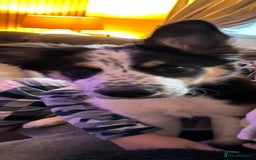 Border Collie dogs for sale: Gorgeous 8 months old border collie - Image 5