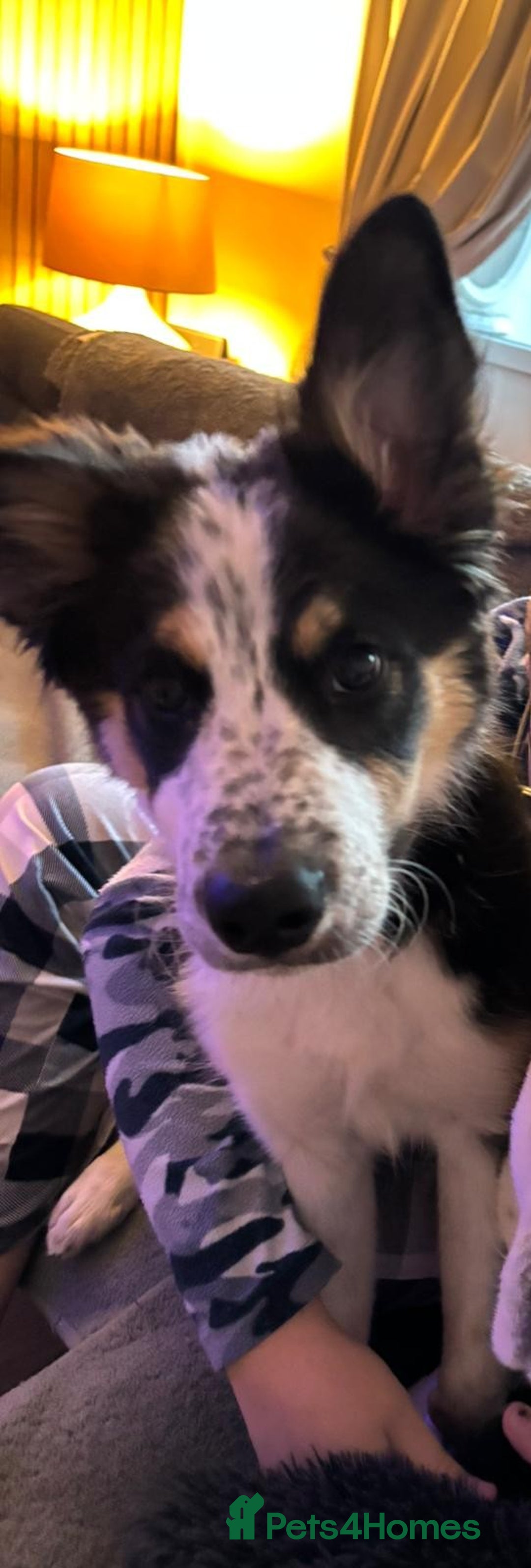 Border Collie dogs for sale: Gorgeous 8 months old border collie - Image 5