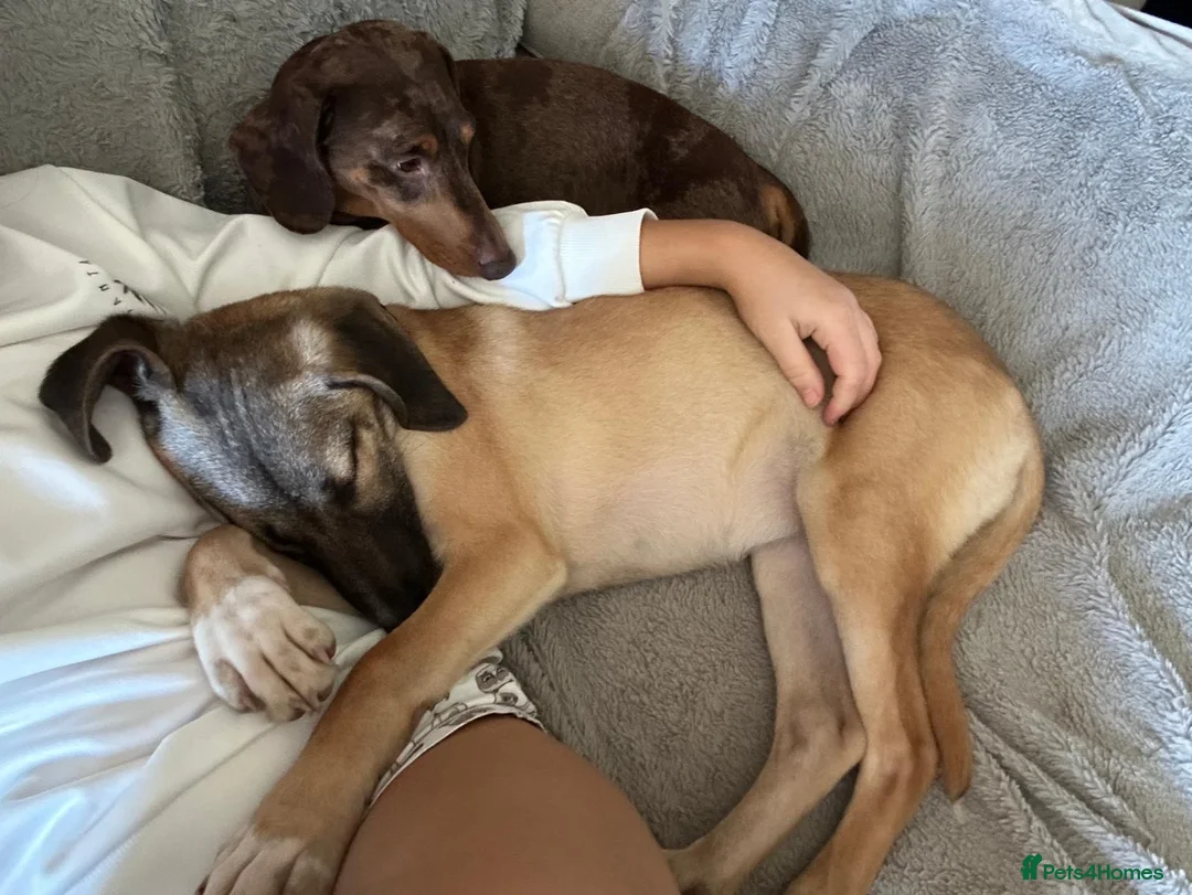 Mixed Breed dogs for adoption: Squinty 8 month medium Macedonian rescue  in Nottingham - Advert 2