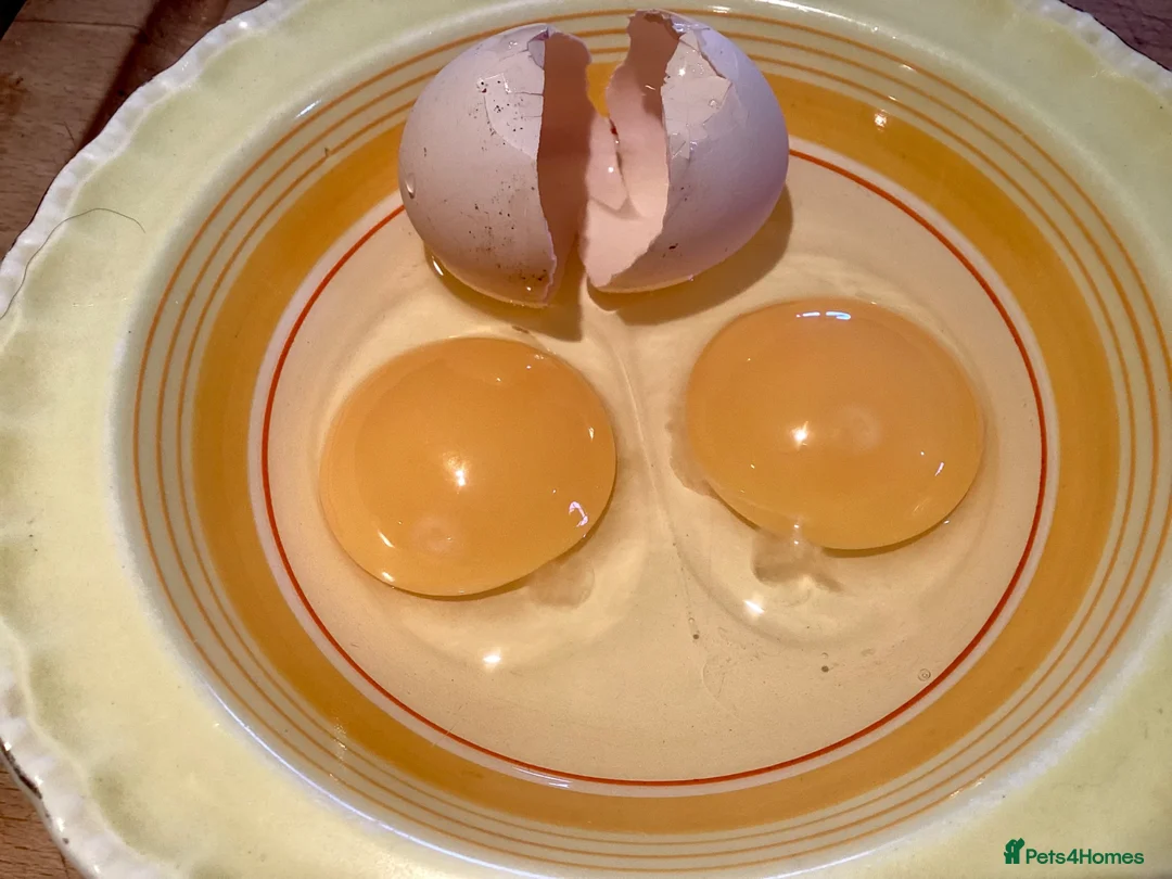 Chickens poultry for sale: CHOCOLATE PEKIN BANTAM HATCHING EGGS in Chichester - Advert 5