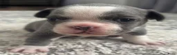 French Bulldog dogs for sale: French bulldog in Basingstoke - Advert 3