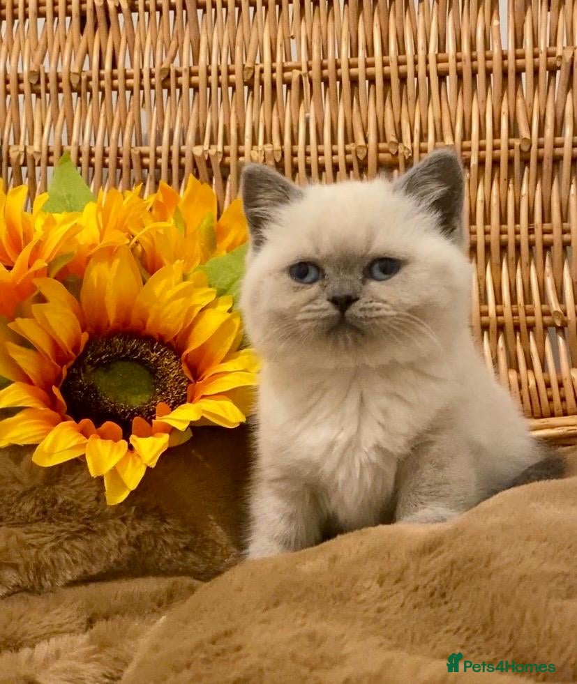 British Shorthair cats RARE SEAL LYNX PURE BRED BSH TEDDY BEARS - Advert 12