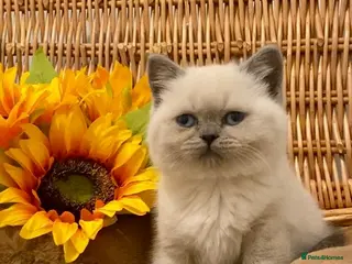 British Shorthair cats RARE SEAL LYNX PURE BRED BSH TEDDY BEARS - Advert 12