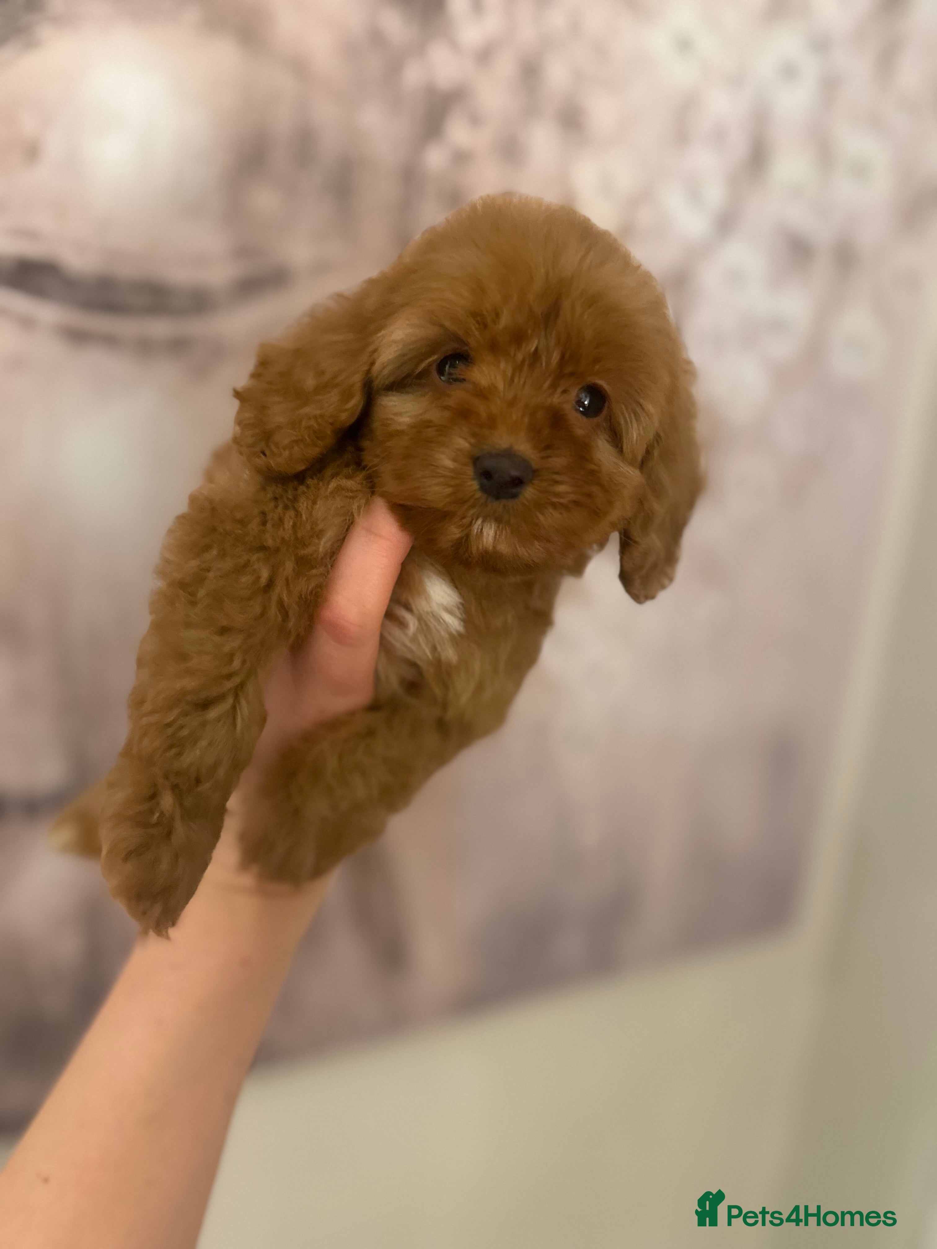 Cockapoo dogs cockapoo f1b beautiful girl READY TO LEAVE  - Advert 2