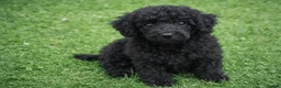 Standard Poodle dogs for sale:  Ready now KC standard poodles Health tested  - Advert 2