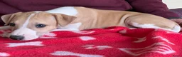 Whippet dogs for sale: Pedigree whippet puppy  - Advert 4