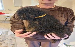 Cockapoo dogs for sale: 🐾 REDUCED Gorgeous Cockapoo Puppies Ready now 🐾  - Image 5