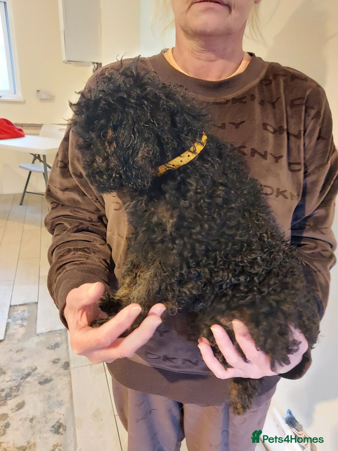 Cockapoo dogs for sale: 🐾 REDUCED Gorgeous Cockapoo Puppies Ready now 🐾  - Image 5