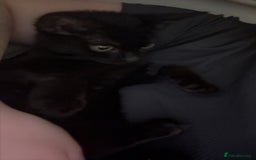 Mixed Breed cats for sale: Salem  - Image 5