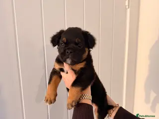 Olde English Bulldogge dogs READY TO LEAVE 🔥 - Advert 6