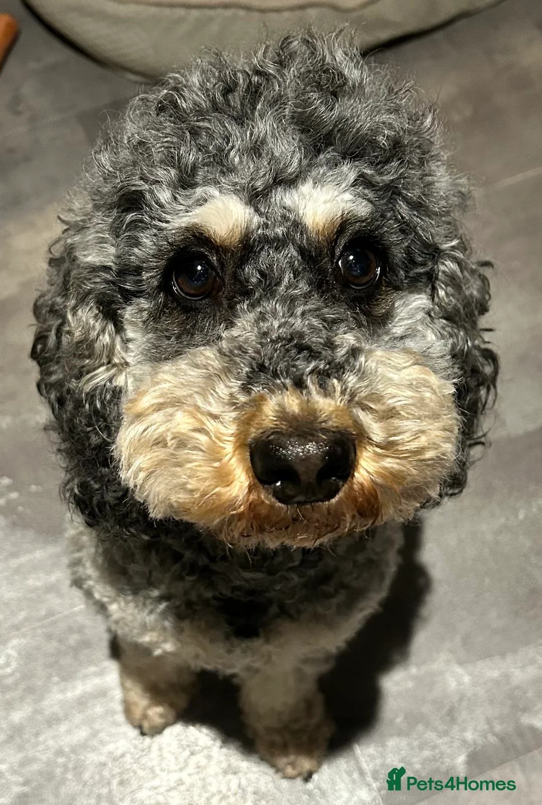 Cockapoo dogs for sale: Stunning male Merle F2 cockapoo puppy - Advert 1