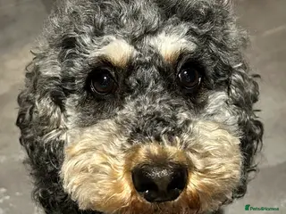 Cockapoo dogs Stunning male Merle F2 cockapoo puppy - Advert 2