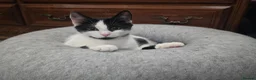 Turkish Angora cats for sale: Black pearl girl and charming boy waiting for you. - Advert 3