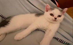 British Shorthair cats for sale: Fabulous mini Dad boy! GCCF IGrCh, GrCh & Ch lines - Image 9