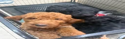 Australian Labradoodle dogs for sale: *reduced**  health checked Australian labradoodles - Advert 13
