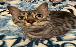 Bengal cats for sale: Special Silver Bengal Queen ❤️ - Image 11