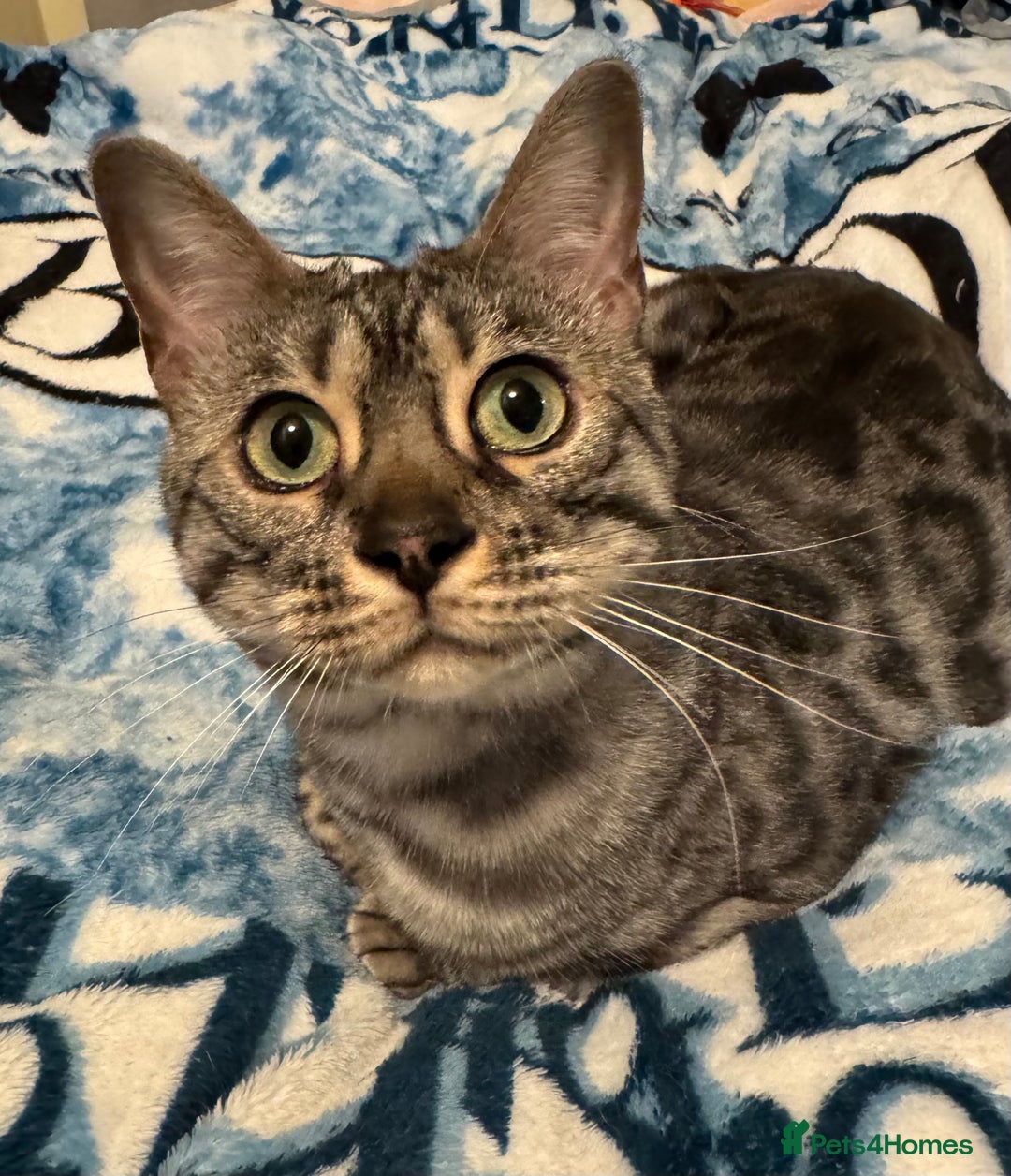 Bengal cats for sale: Special Silver Bengal Queen ❤️ - Image 11