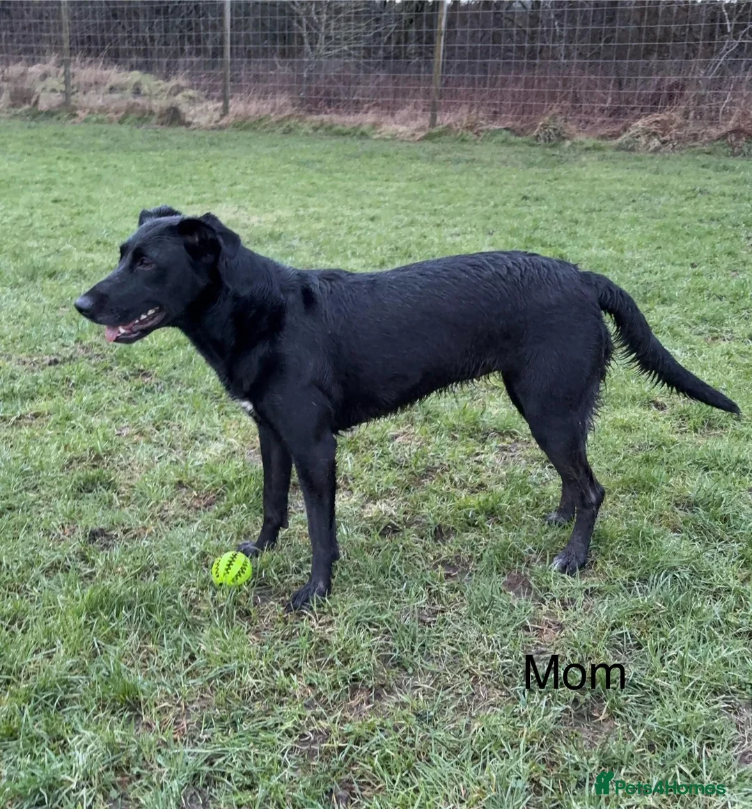 Mixed Breed dogs for sale: Golden Retriever x Border Collie mix - Advert 1