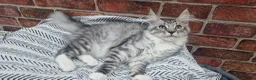 Maine Coon cats for sale: Last remaining Full Pedigree maine coon kittens  - Advert 2