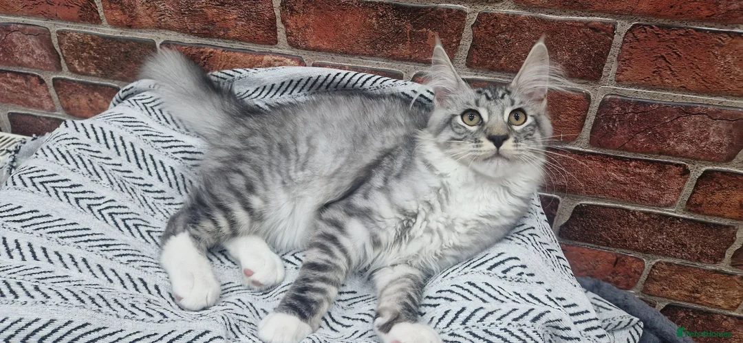 Maine Coon cats for sale: Last remaining Full Pedigree maine coon kittens  - Advert 2