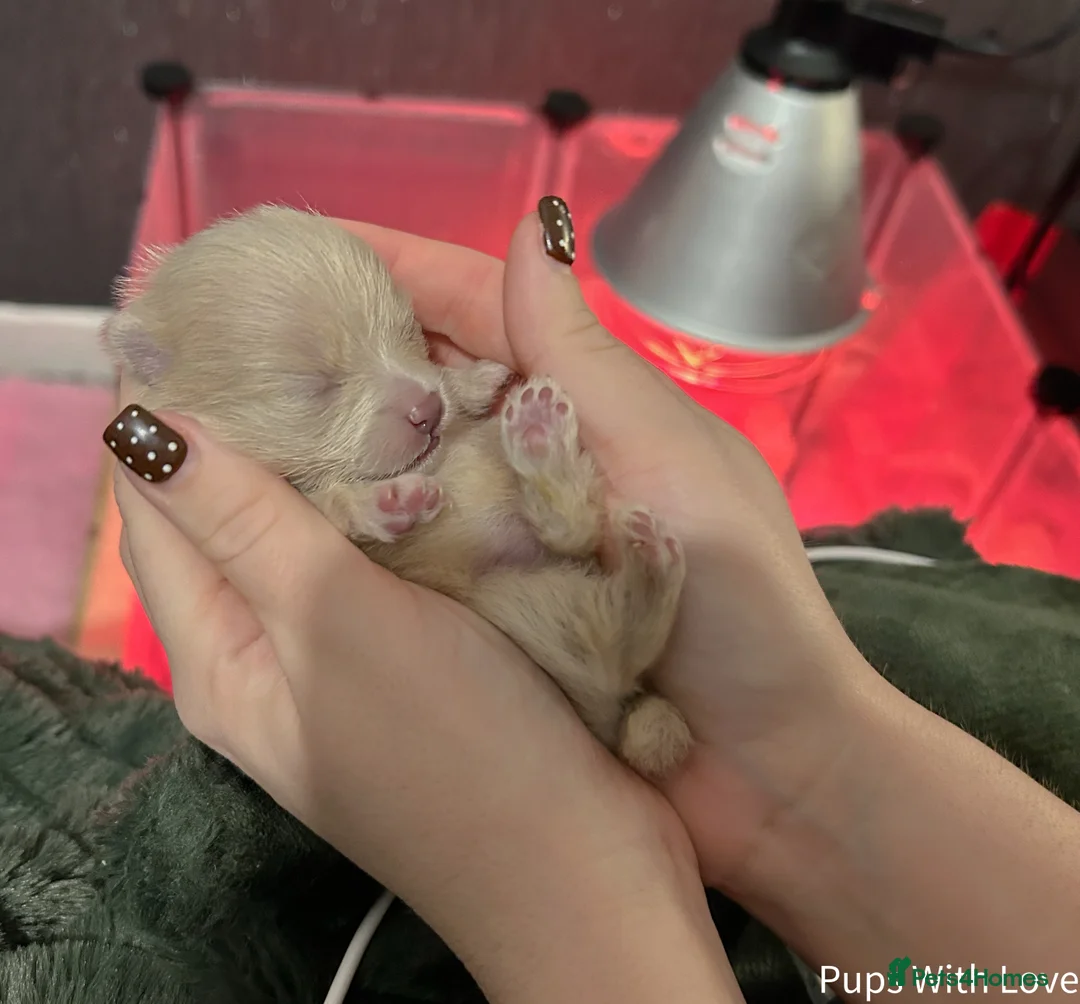 Pomeranian dogs for sale: Beautiful  **  Russian Girls  - Advert 12