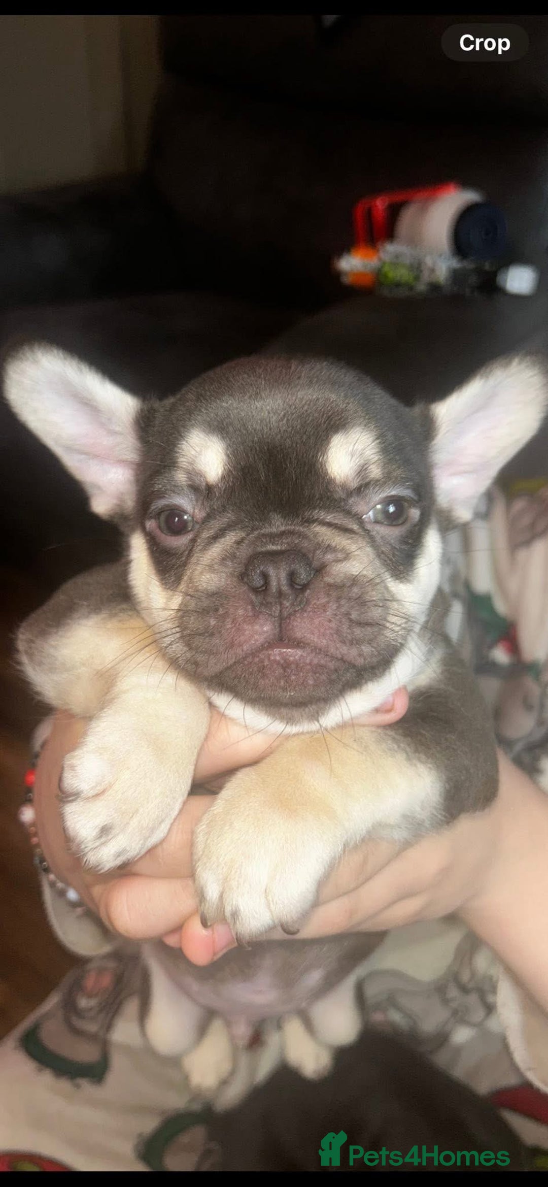 French Bulldog dogs for sale: french bull dog puppies  - Advert 3