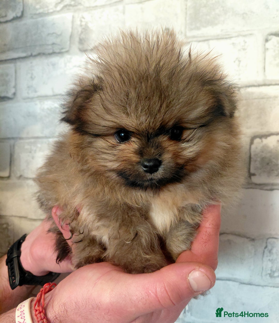 Pomeranian dogs for sale: Pomeranian puppies  - Advert 14