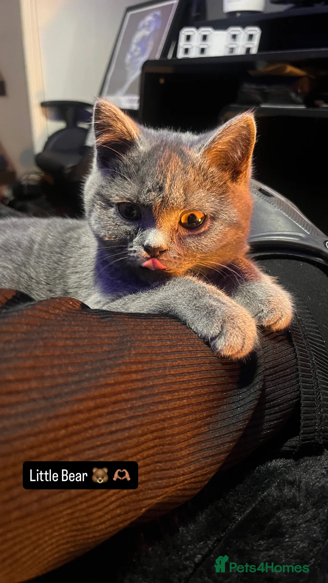 British Shorthair cats for sale: British short hair blue  - Advert 2