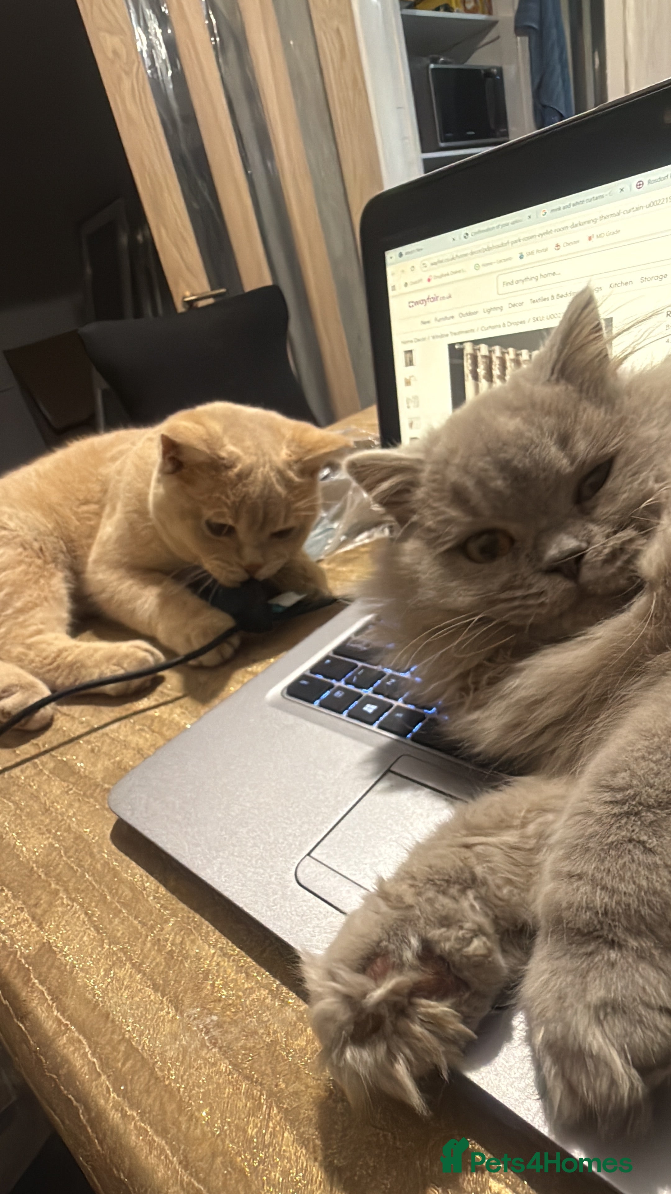 British Shorthair cats 2 beautiful cats for sale  - Advert 1