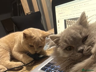 British Shorthair cats 2 beautiful cats for sale - Advert 2