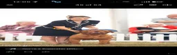 Dogue De Bordeaux dogs for sale: UK CHAMPION SIRED PUPPIES DUE SOON  - Advert 9