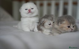 Scottish Fold cats for sale: Scottish fold - Image 6