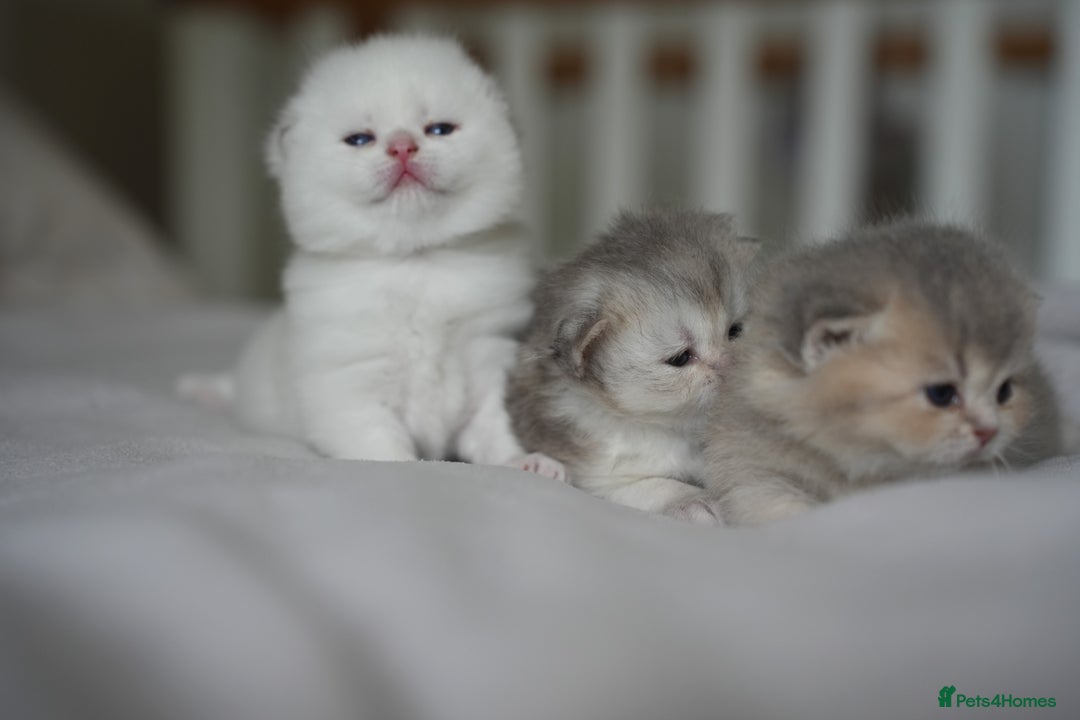 Scottish Fold cats for sale: Scottish fold - Image 6