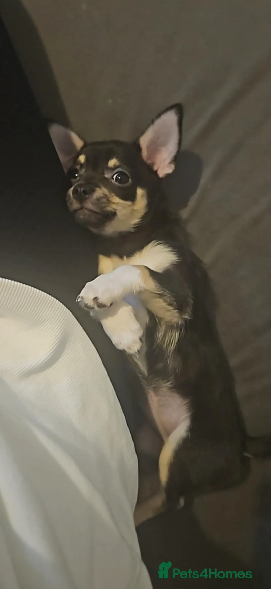 Chihuahua dogs for sale: Female Chihuahua Puppy in Barnsley - Advert 3