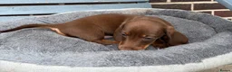 Dachshund dogs for sale: Ready to leave daschund puppy  in Salford - Advert 5