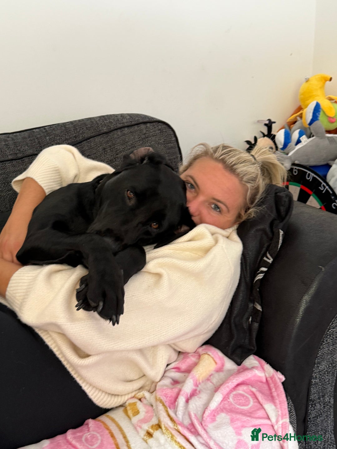 Labrador Retriever dogs for stud: Working Labrador for stud  - Advert 5