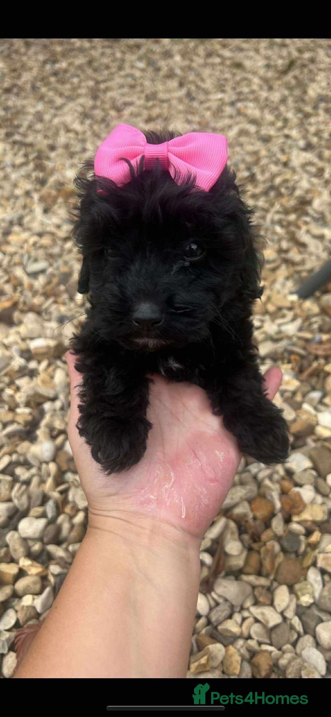 Mixed Breed dogs for sale: Toy poodle puppies  - Image 5