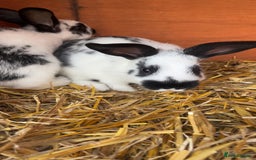 Mixed Breed rabbits for sale: 4 baby rabbits  - Image 7