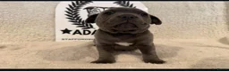 Staffordshire Bull Terrier dogs for sale: %Bloodline Staffordshire Bull Terrier Pups in Rugby - Advert 14