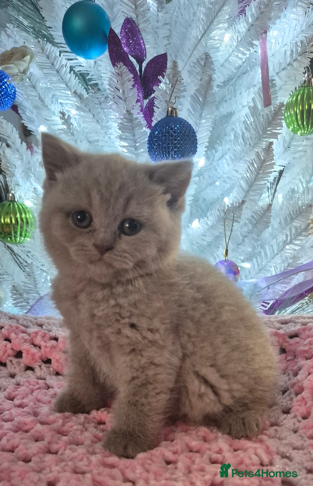 British Shorthair cats for sale: **Stunning TICA Registered Kittens** - Advert 7