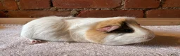 Guinea Pig rodents for sale: Guinea pig sows available  - Advert 2